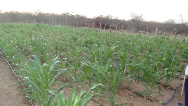 Feira agrícola é realizada com sucesso em Santo Inácio  - Imagem 24