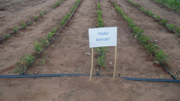 Feira agrícola é realizada com sucesso em Santo Inácio  - Imagem 23