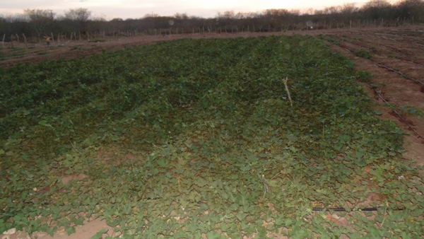 Feira agrícola é realizada com sucesso em Santo Inácio  - Imagem 28