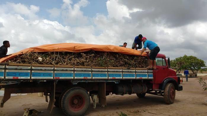 Parceria Entre Prefeitura e Sindicato Consegue Sementes de Maniva - Imagem 2