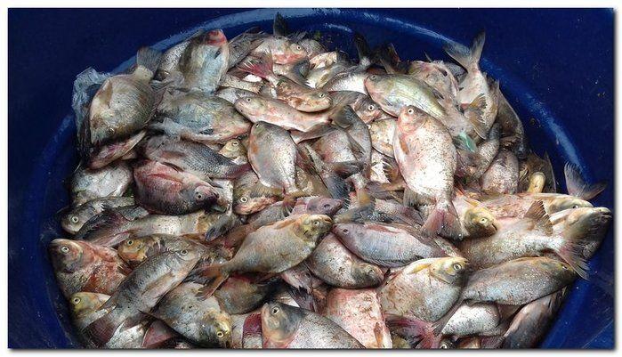 Famílias do Município de Inhuma recebem Cestas com Alimentos - Imagem 28