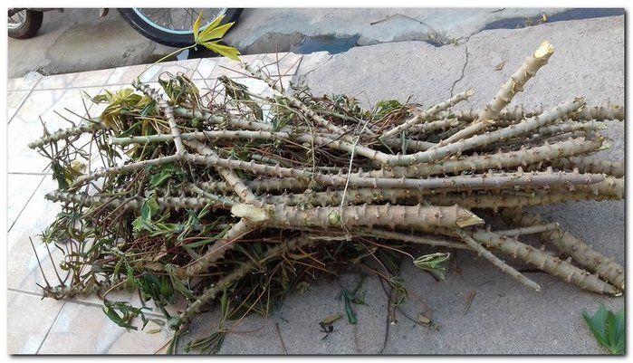 Prefeito Silva Júnior e Sec. Erivan Almondes distribui sementes - Imagem 12