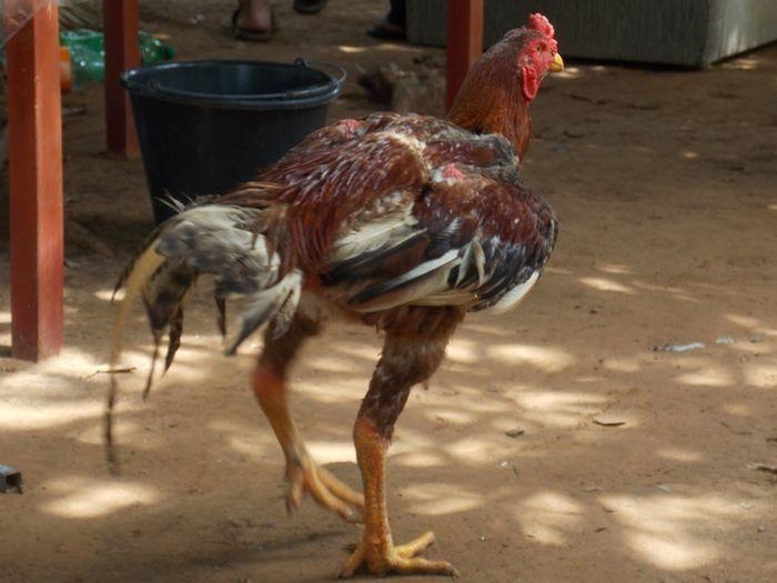 Família realiza almoço de 80 anos do Sr. João Higino. - Imagem 53