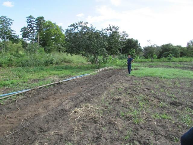 Prefeitura de Ipiranga Realiza Parceria Para Produção de Alho - Imagem 21