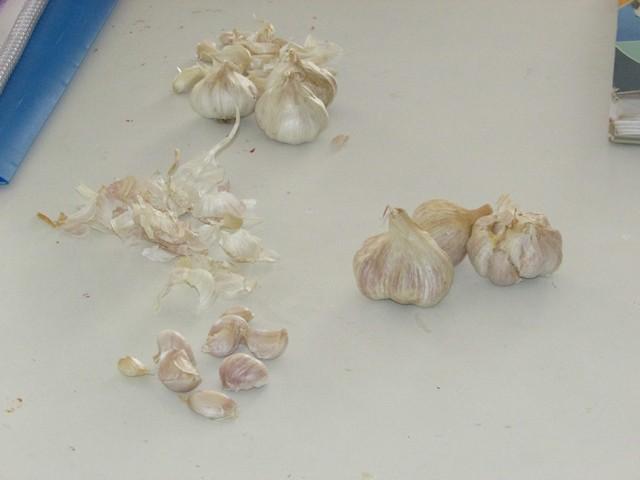 Prefeitura de Ipiranga Realiza Parceria Para Produção de Alho - Imagem 10