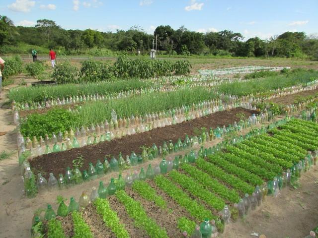 Prefeitura de Ipiranga Realiza Parceria Para Produção de Alho - Imagem 17