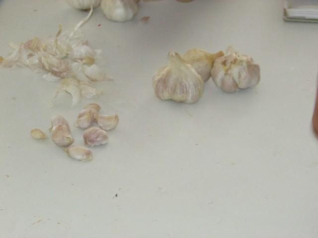 Prefeitura de Ipiranga Realiza Parceria Para Produção de Alho - Imagem 9