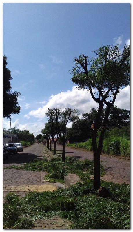 Avenida Castelo Branco passa por reforma e podagem  - Imagem 7