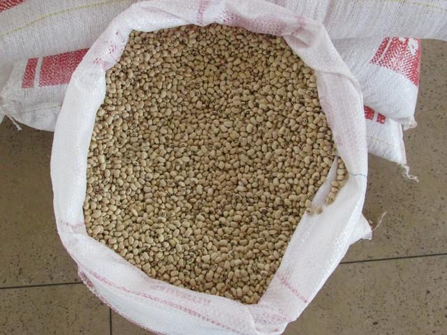 Agricultores do Brejo da Fortaleza Recebem Sementes de Feijão - Imagem 1