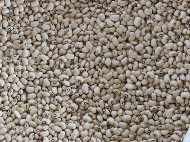 Agricultores do Brejo da Fortaleza Recebem Sementes de Feijão - Imagem 2