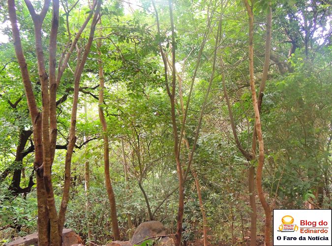 Município realiza roço e recolhe lixo no Pirapora - Imagem 17