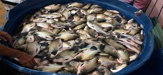 População recebe peixe para o consumo durante a semana santa  - Imagem 1