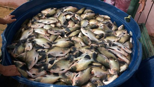 População recebe peixe para o consumo durante a semana santa  - Imagem 9