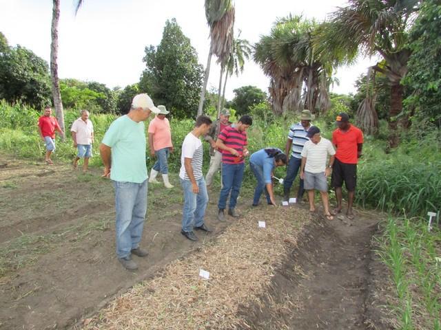 Projeto de Revitalização do Alho Realizou Capacitação - Imagem 28