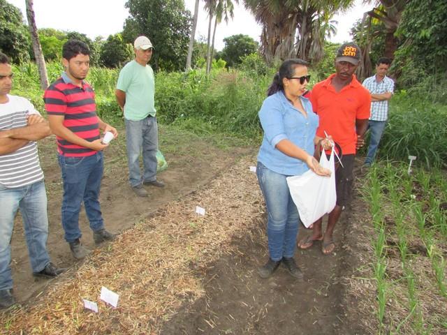 Projeto de Revitalização do Alho Realizou Capacitação - Imagem 34