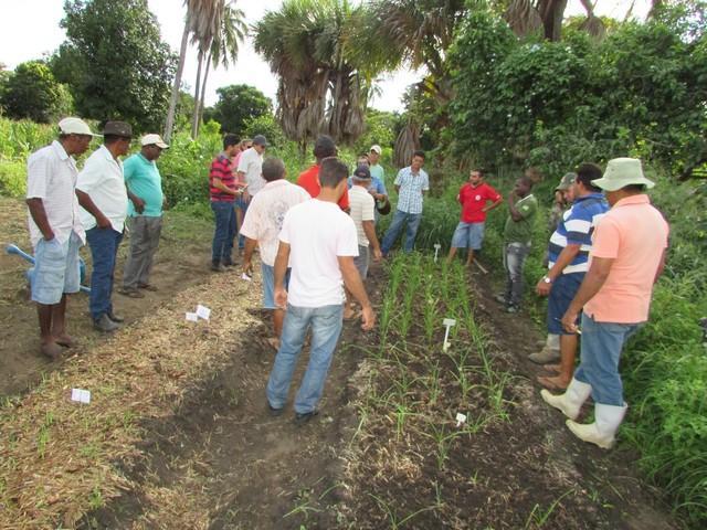 Projeto de Revitalização do Alho Realizou Capacitação - Imagem 44