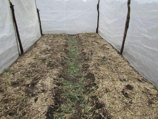 Equipe da EMBRAPA Brasília Realizou Visita Técnica em Ipiranga - Imagem 60