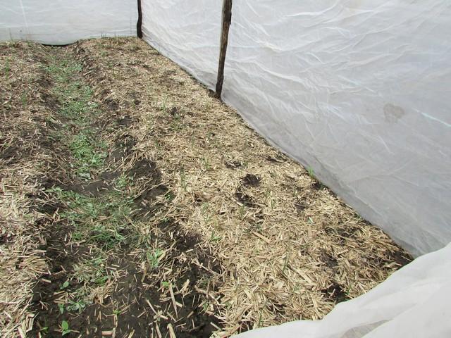 Equipe da EMBRAPA Brasília Realizou Visita Técnica em Ipiranga - Imagem 62