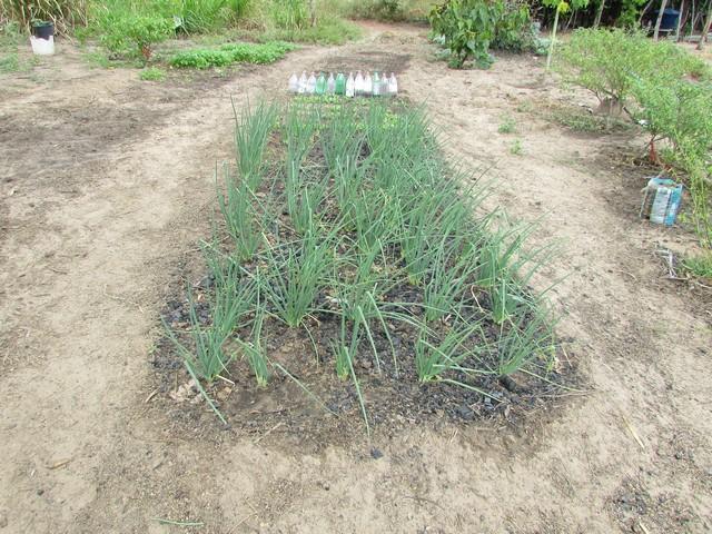 Equipe da EMBRAPA Brasília Realizou Visita Técnica em Ipiranga - Imagem 23