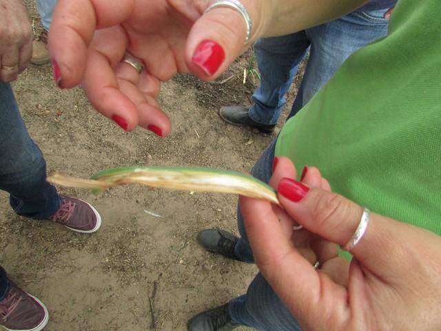 Equipe da EMBRAPA Brasília Realizou Visita Técnica em Ipiranga - Imagem 26