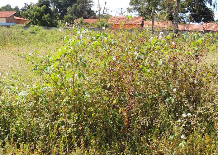 Prefeito Alvimar acompanha equipe da FUNDESPI em visita ao estádio - Imagem 23