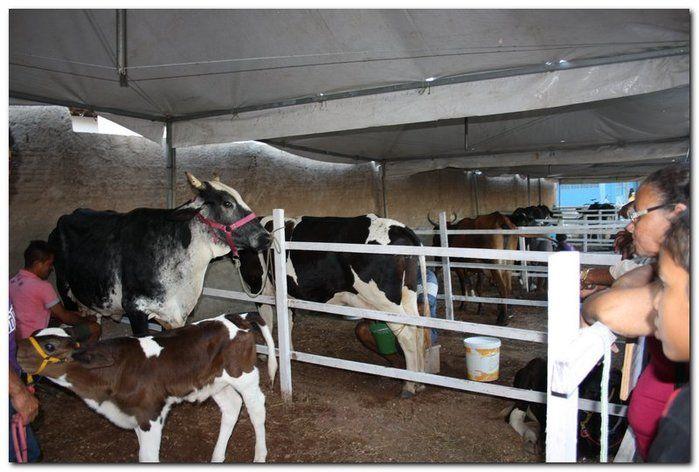 34° Concurso de Gado Leiteiro  - Imagem 9