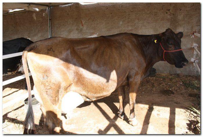 34° Concurso de Gado Leiteiro  - Imagem 19