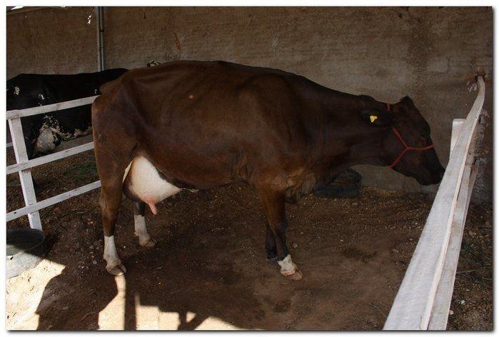 34° Concurso de Gado Leiteiro  - Imagem 24