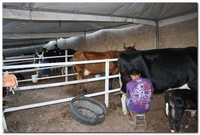 34° Concurso de Gado Leiteiro  - Imagem 5