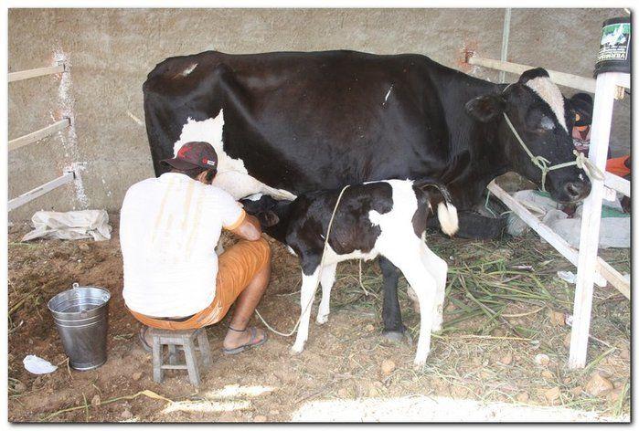 34° Concurso de Gado Leiteiro  - Imagem 26