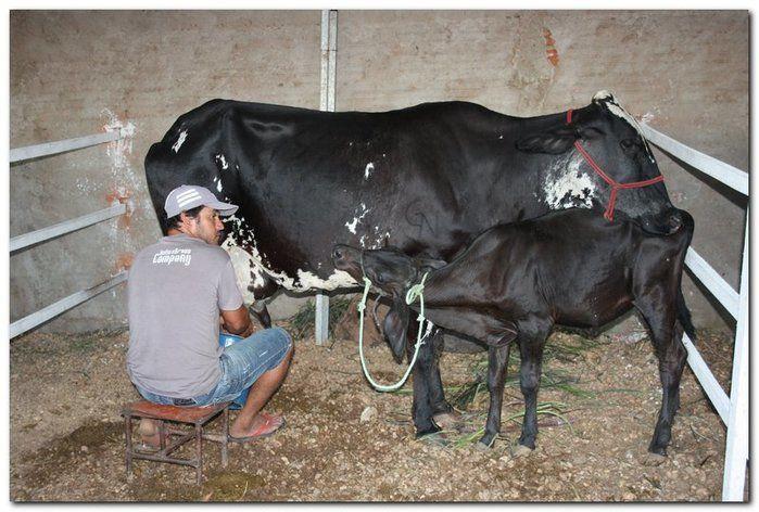 34° Concurso de Gado Leiteiro  - Imagem 3