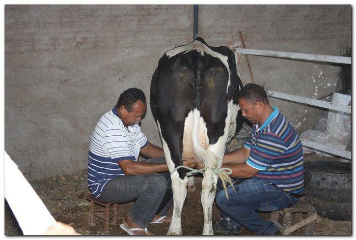 34° Concurso de Gado Leiteiro  - Imagem 16