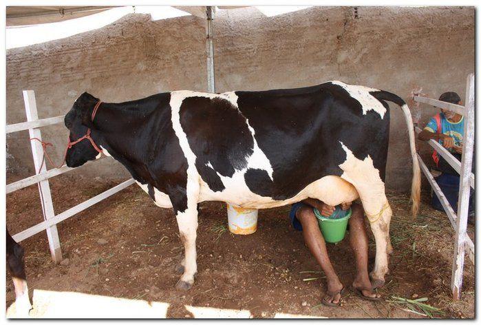 34° Concurso de Gado Leiteiro  - Imagem 25