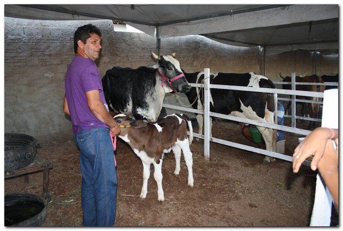 34° Concurso de Gado Leiteiro  - Imagem 8