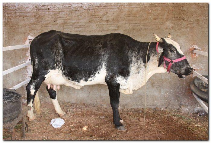 Comunidade inhumense comemora o aniversário da Cidade - Imagem 114