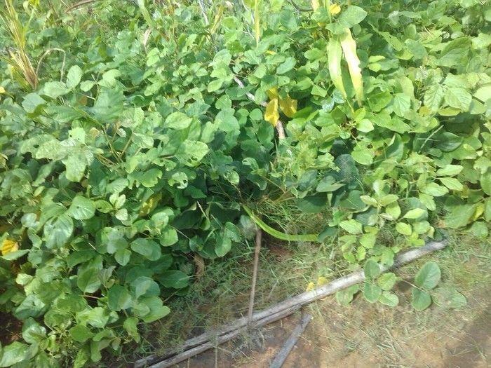 Assistência técnica qualificada melhorar a vida do produtor rural - Imagem 7