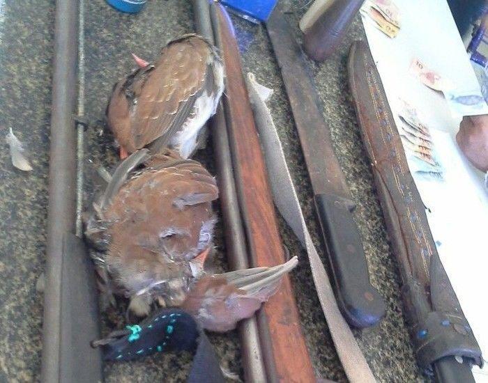 Aves foram entregues na delegacia mortas.  (Crédito: GPM de Bom Princípio)