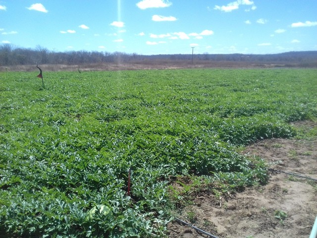 Colônia do Piauí recebe o Projeto “Sertão Irrigado”  - Imagem 69