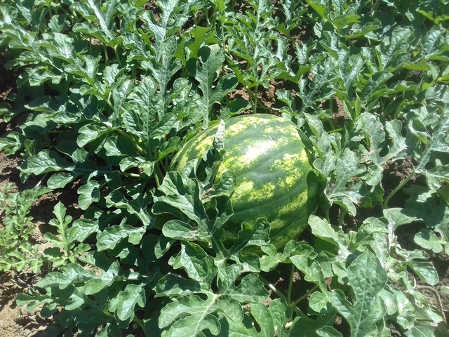 Colônia do Piauí recebe o Projeto “Sertão Irrigado”  - Imagem 73