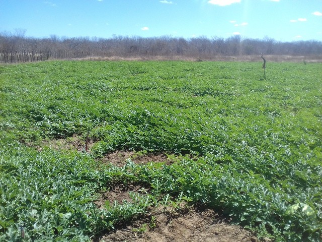 Colônia do Piauí recebe o Projeto “Sertão Irrigado”  - Imagem 70