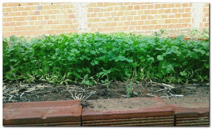 Profissionais faz acompanhamento da Horta Terapêutica  - Imagem 2