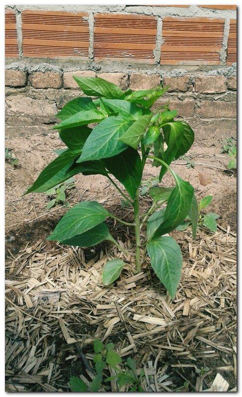 Profissionais faz acompanhamento da Horta Terapêutica  - Imagem 4