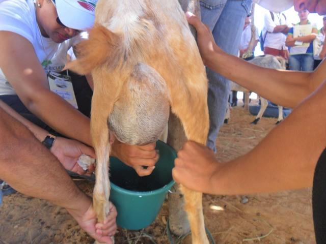 Prefeito participa do 1° Dia do Agricultor  - Imagem 25
