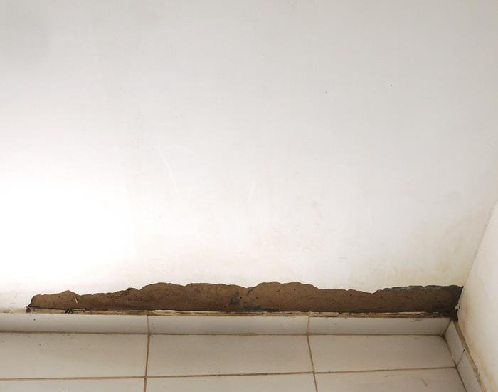 Município realiza ações na comunidade Palmeira dos Soares e região  - Imagem 27