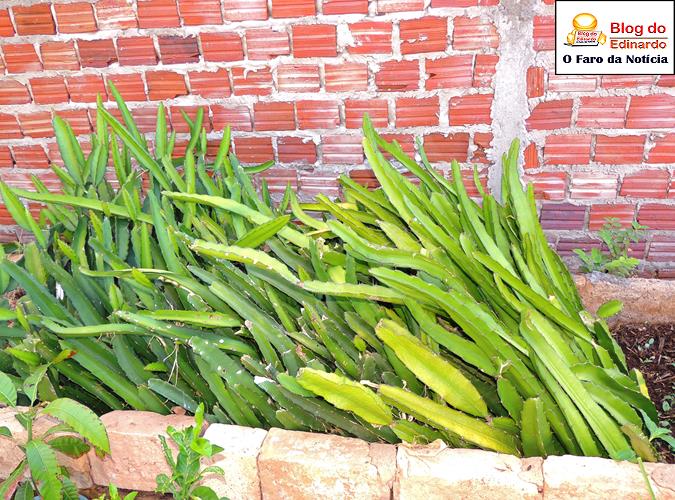 Mudas de Pitáia a serem comercializadas (Crédito: Edinardo Pinto)