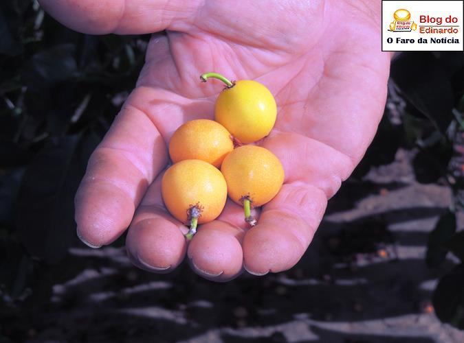 Bacupari (Crédito: Edinardo Pinto)