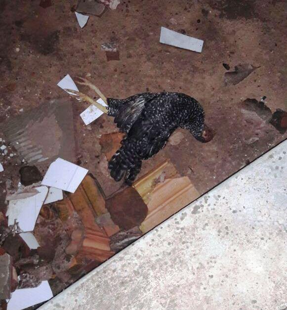 Galinha morta por picada de abelhas (Crédito: Renildo RS)