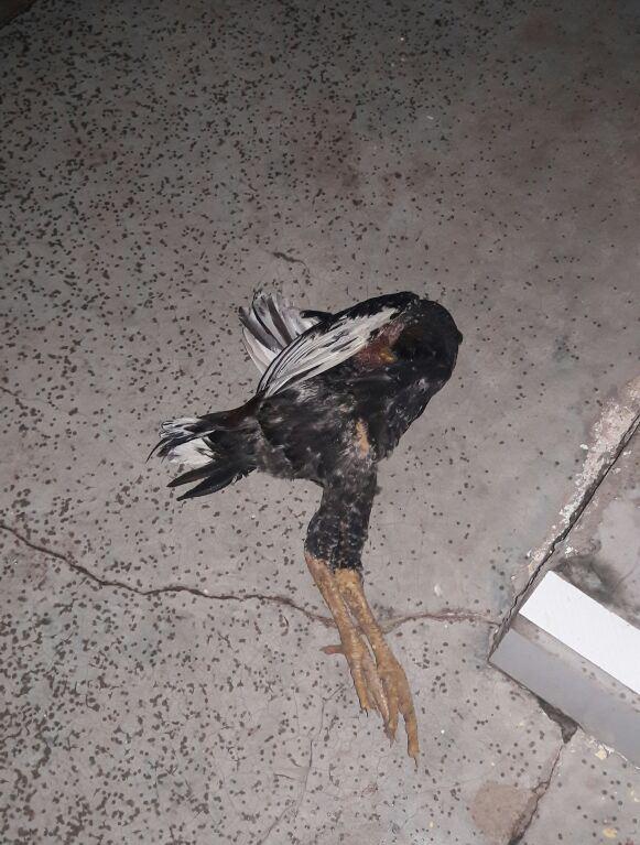 Galinha morta por picada de abelhas (Crédito: Renildo RS)