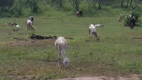 Animais degustando pasto novo