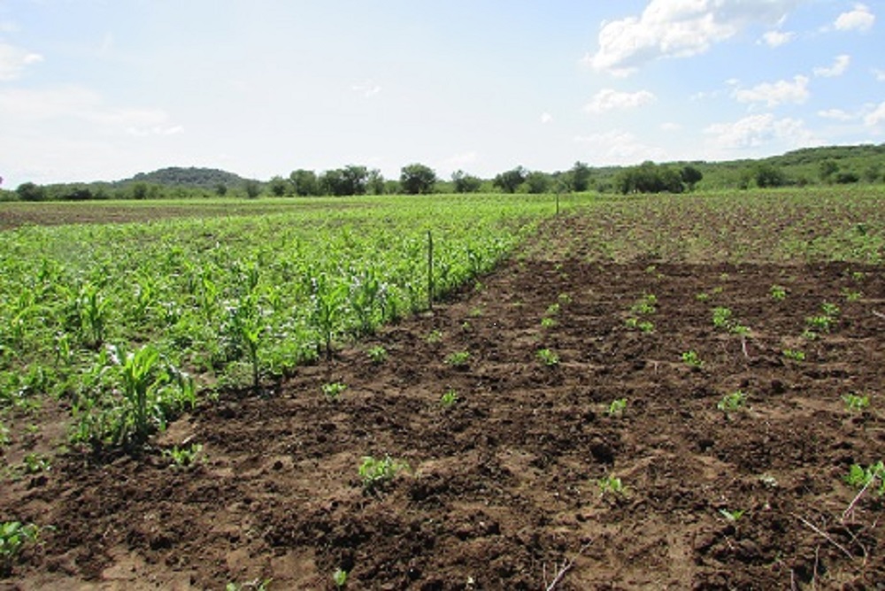 Prefeitura manda aradar terra para pequenos produtores 